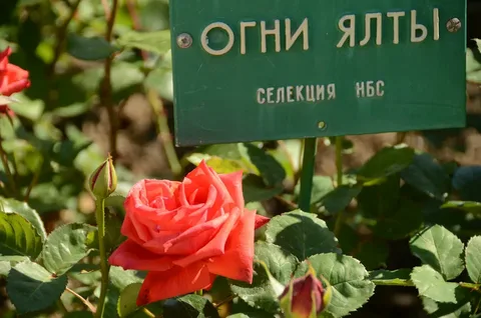 роза Огни Ялты