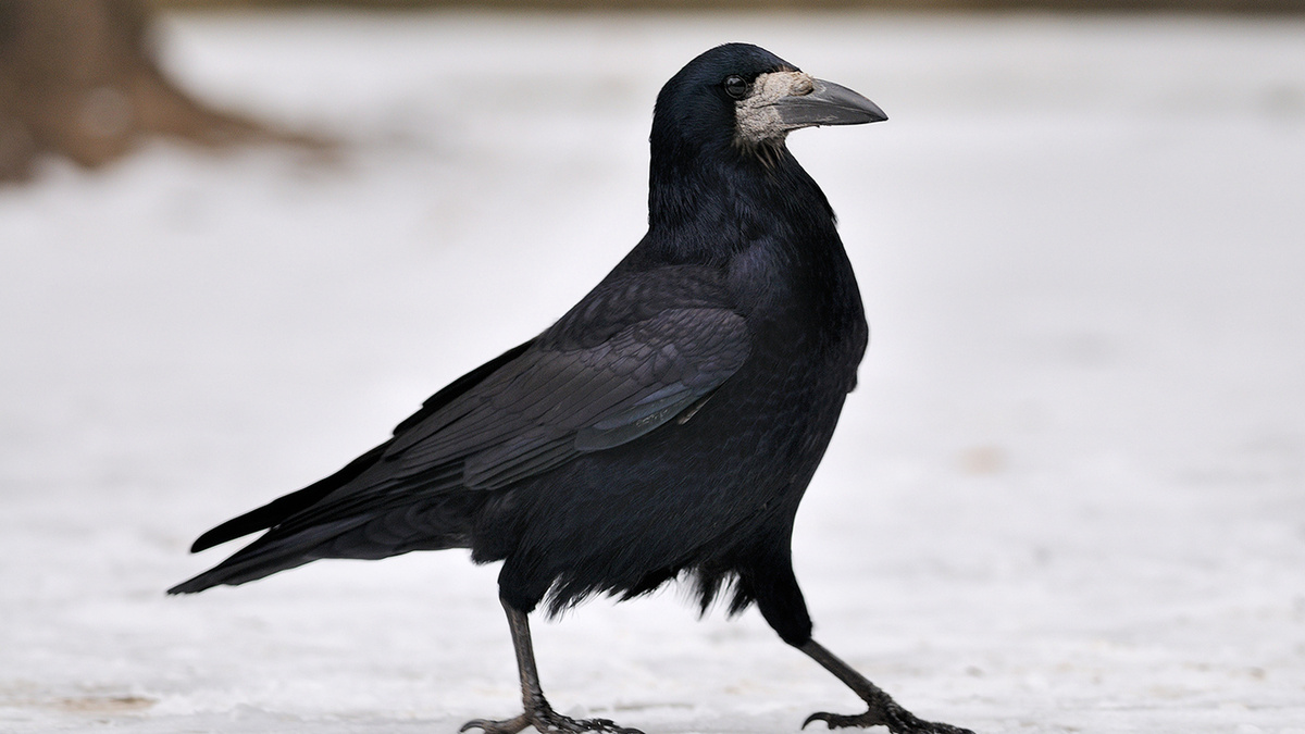 Фото с сайта: https://tenbook.ru/out/kak-viglyadyat-grachi