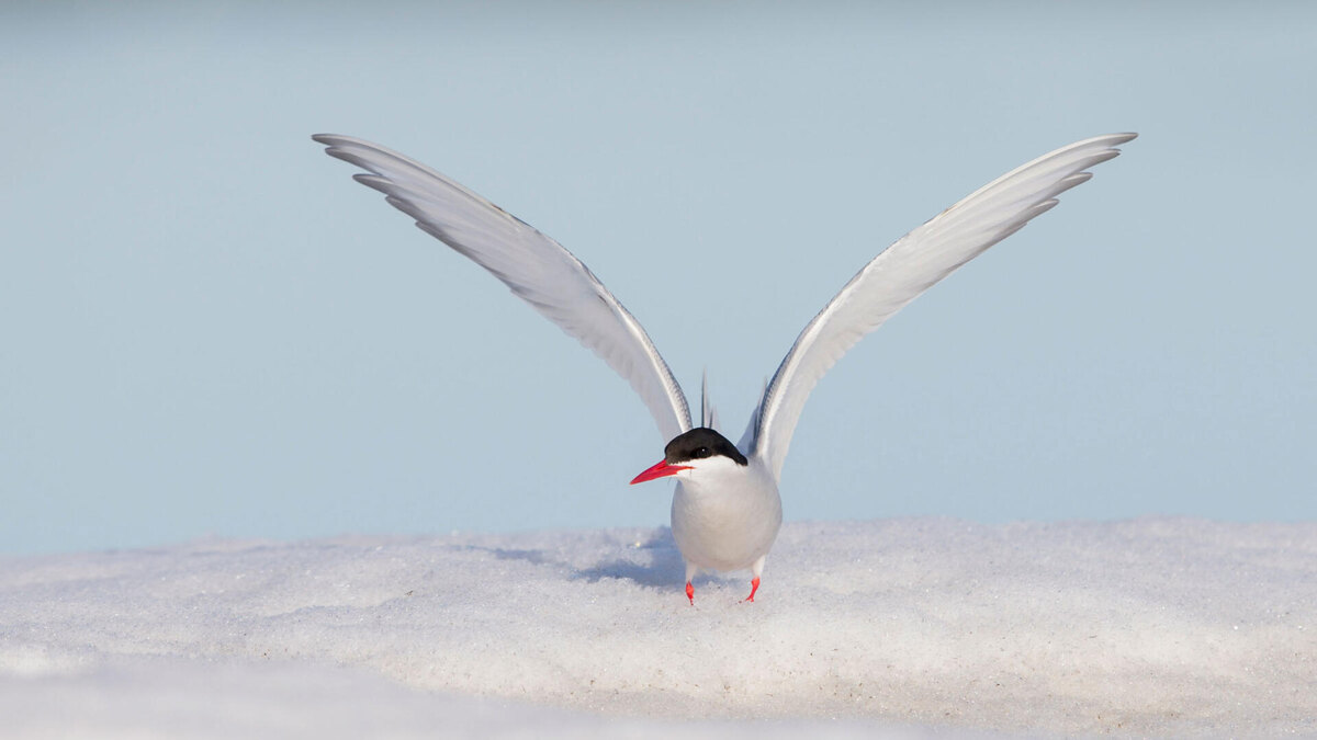 Фото с сайта: https://dishcuss.com/post/97345F8A8AF1CAF7474F5D40DE72CDF44EA9495B/Arctic-Tern