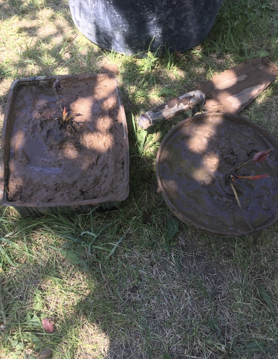 Нимфеи рассаженные в небольшие временные транспортировочные ёмкости. 