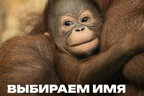    Фото: Новосибирский зоопарк