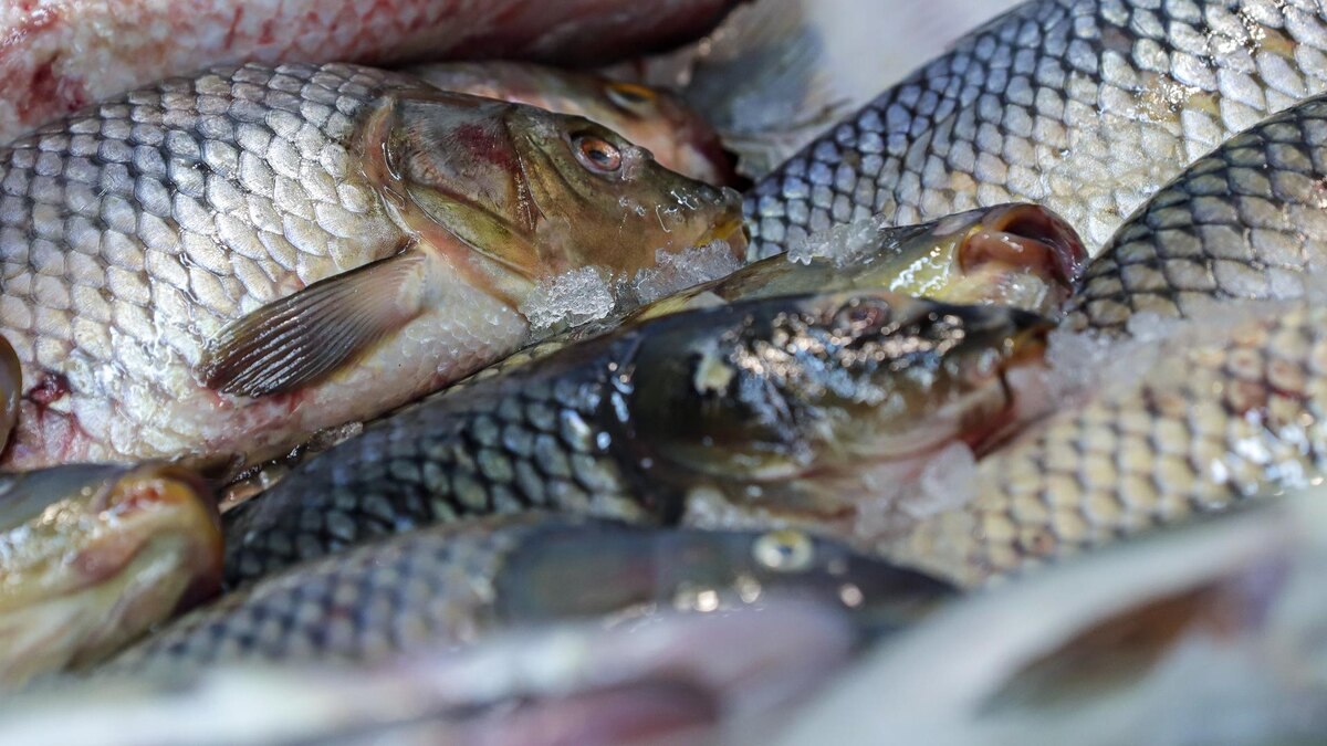    Фото: Razmik Zackaryan/URA.RU