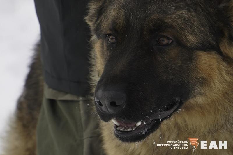    ЕАН. Овчарка