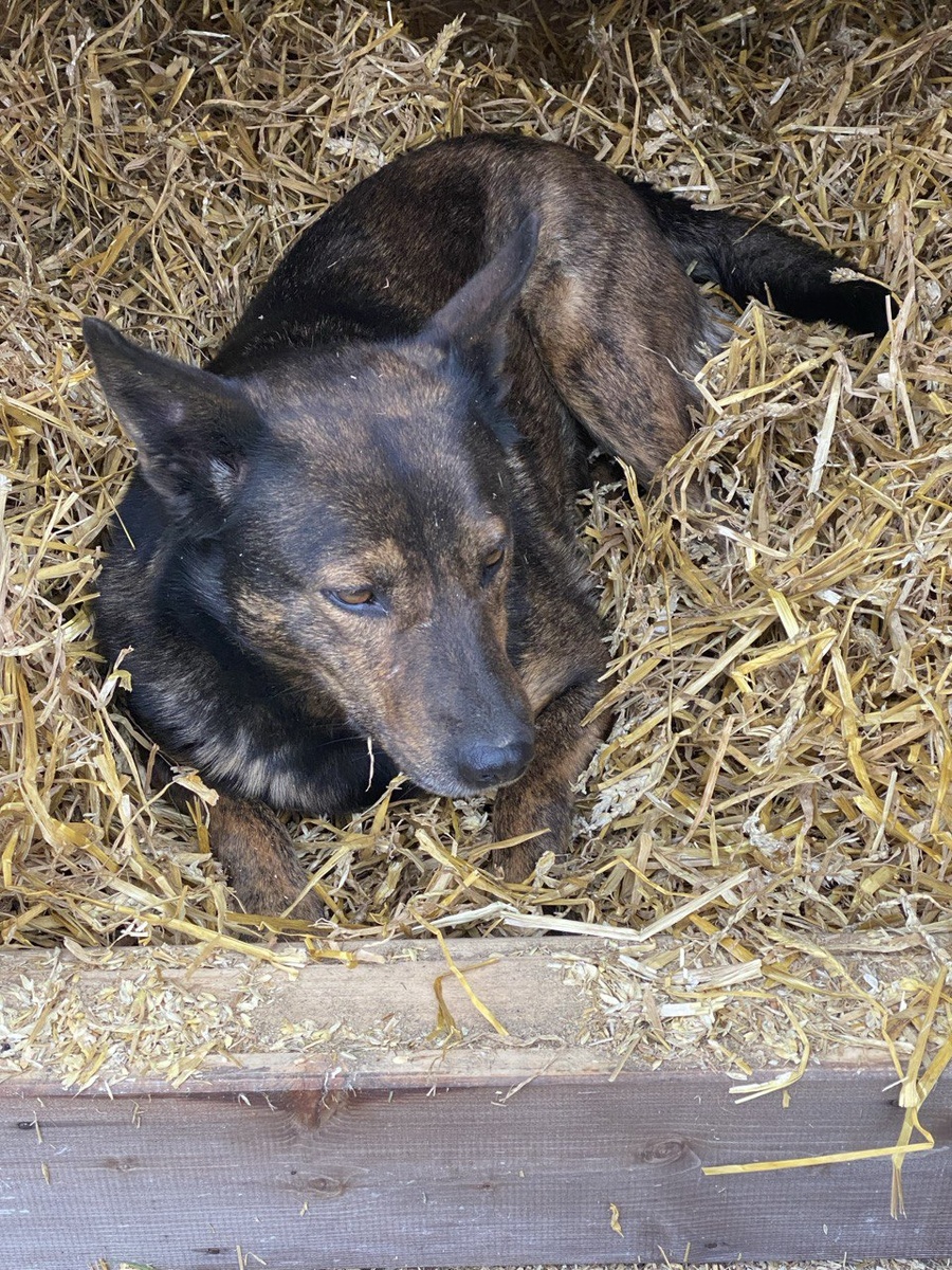 Собака на соломе