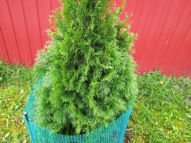 Чтобы туи весной радовали пышной зеленью, обязательно 7 мероприятий осенью для успеха в деле