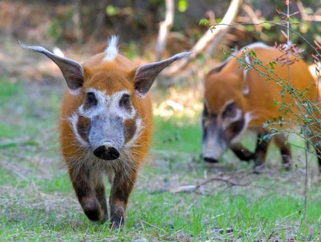 Как Вам такой красавчик?)