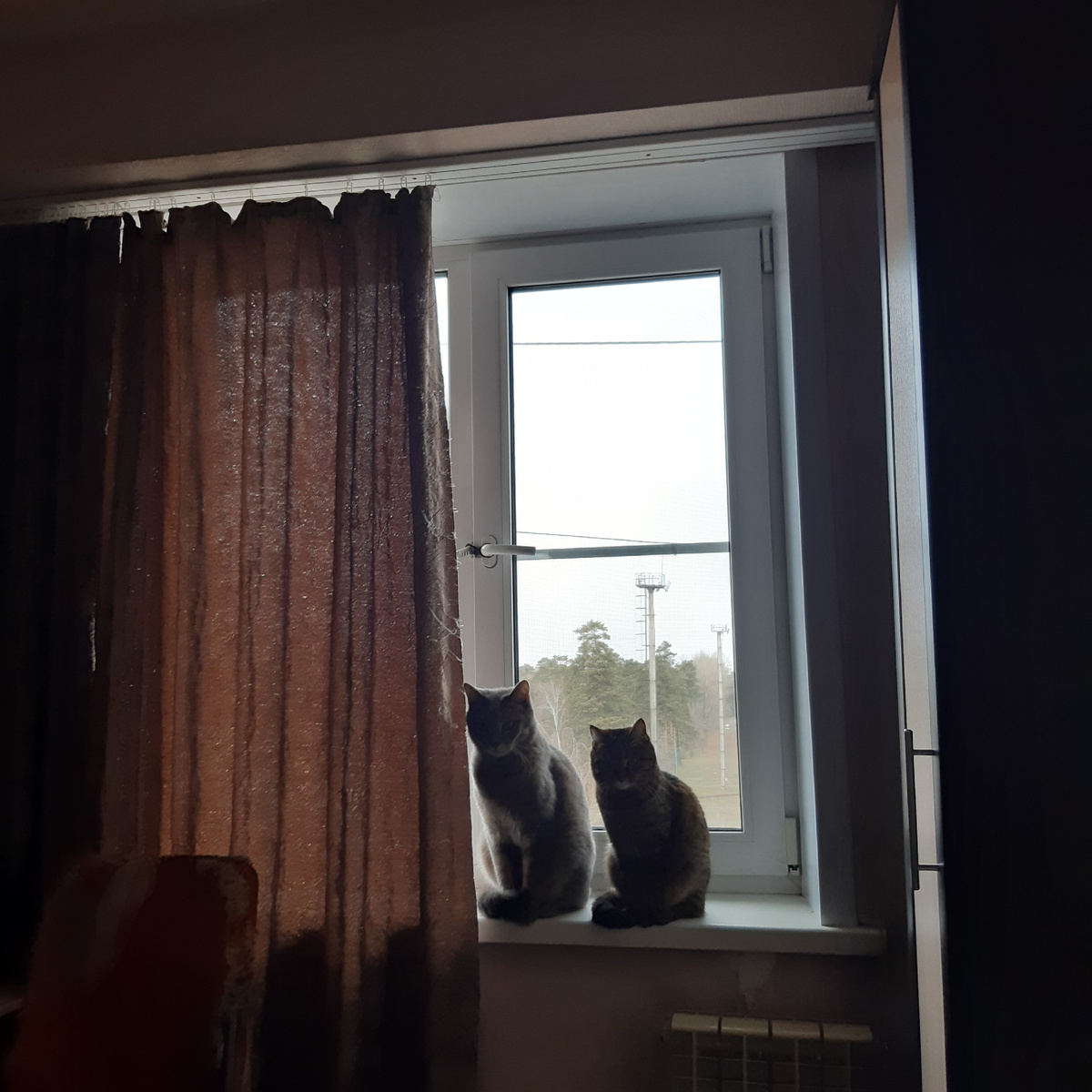 Котики говорят. Вай. Вай. Как так можно?