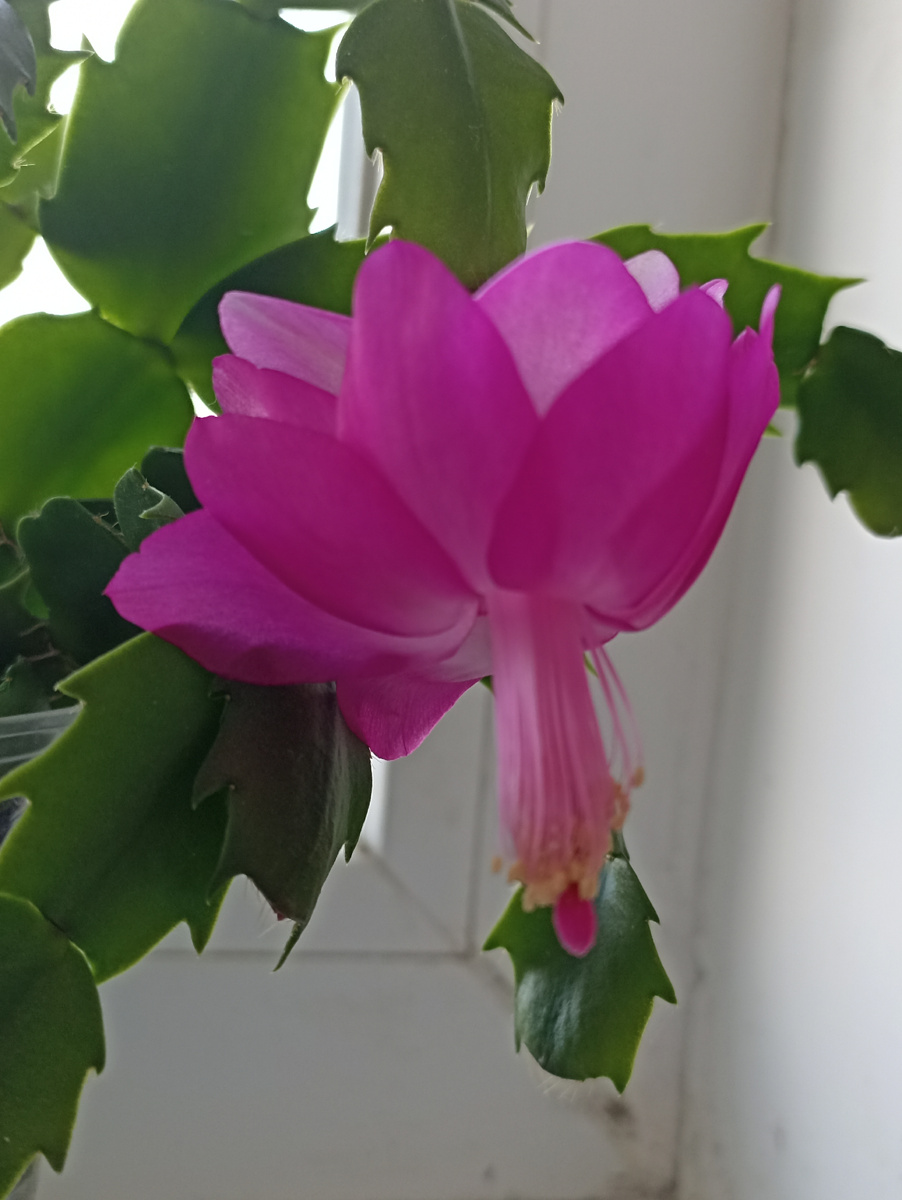 Цветущий декабрист. Фото автора.