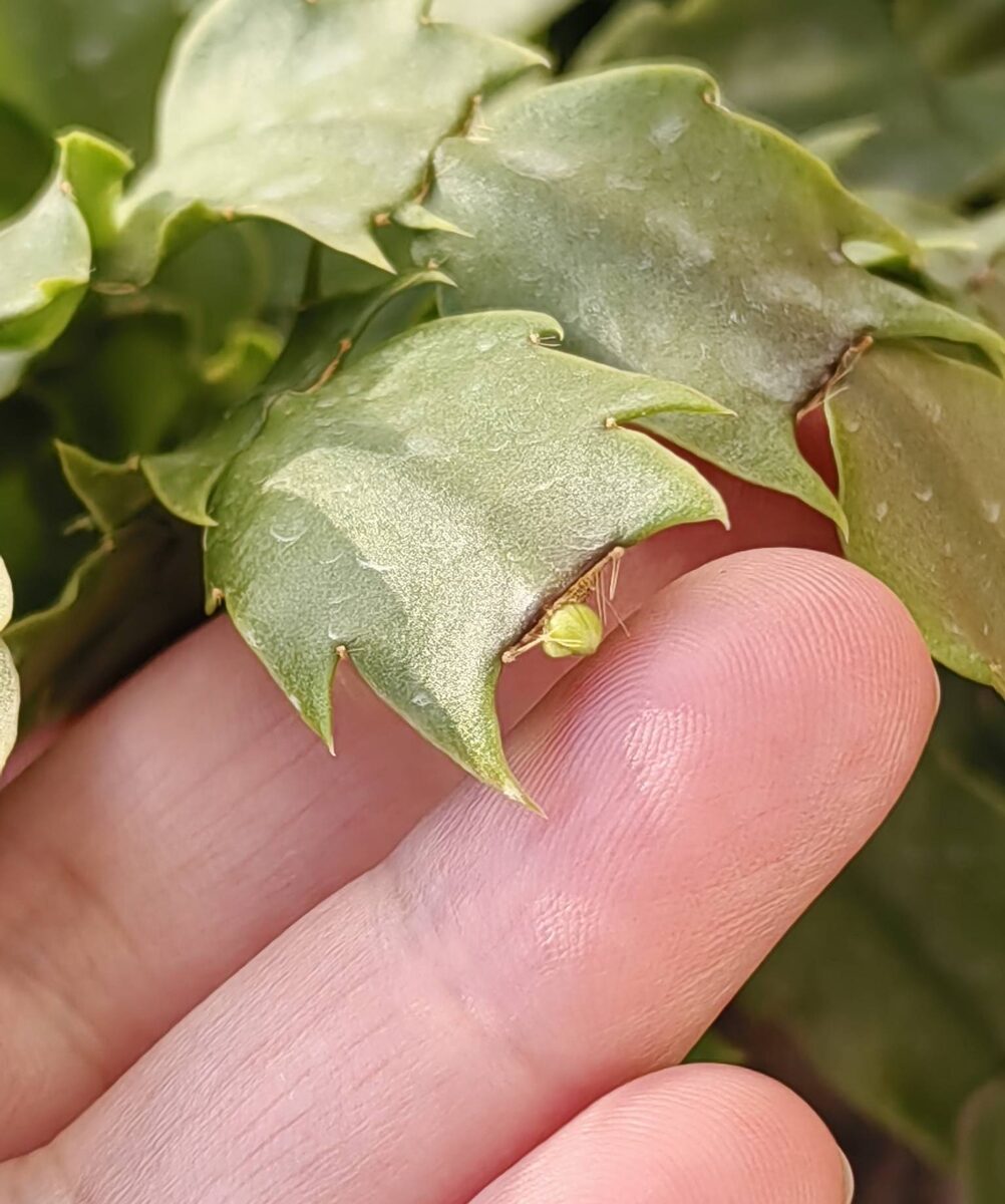 Бутоны на моем декабристе. Фото автора.