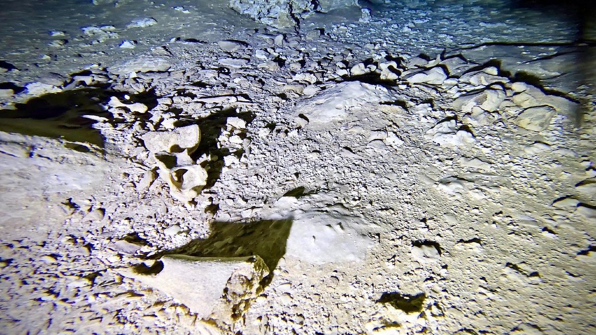 останки гигантских ленивцев (Megalonyx, Eremotherium)