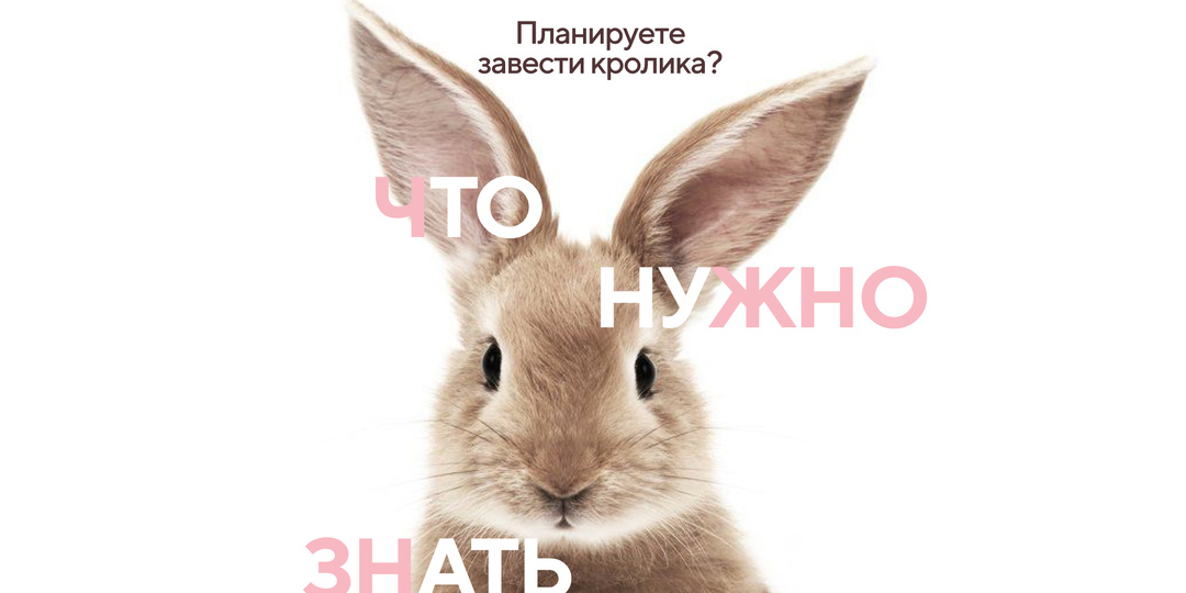 Хочу завести кролика, что нужно знать? И как подготовиться?