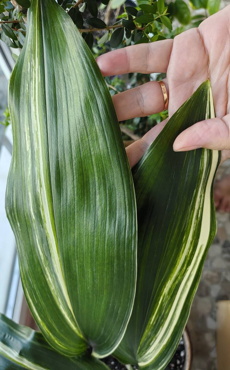 Варигатная аспидистра. Фото автора.