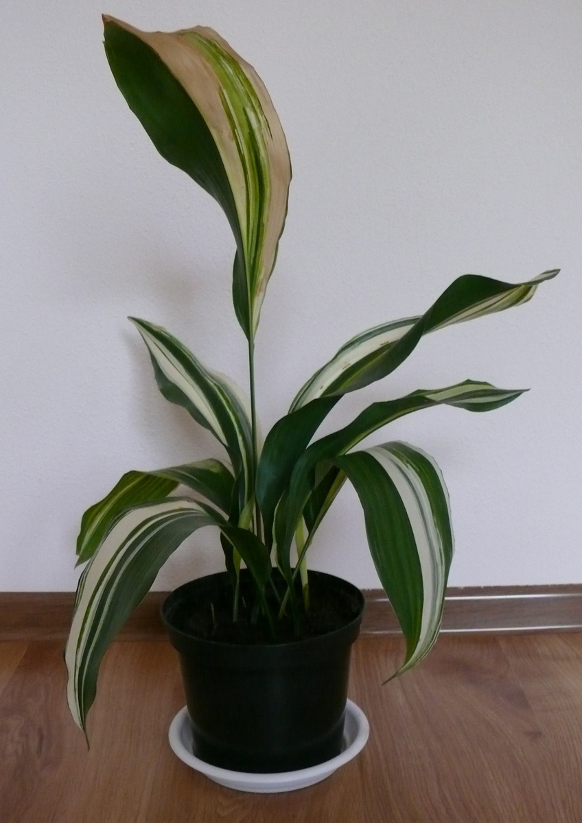 Вот такая красавица жила у меня в Калининграде. Покупала в Ботаническом саду. Фото автора.