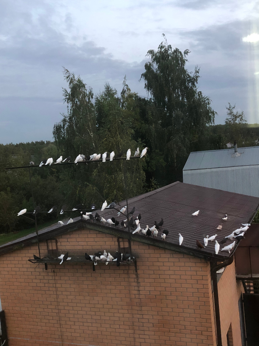 Голубятна у дома