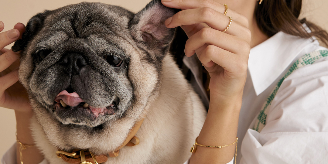 Как ухаживать за пожилым питомцем?