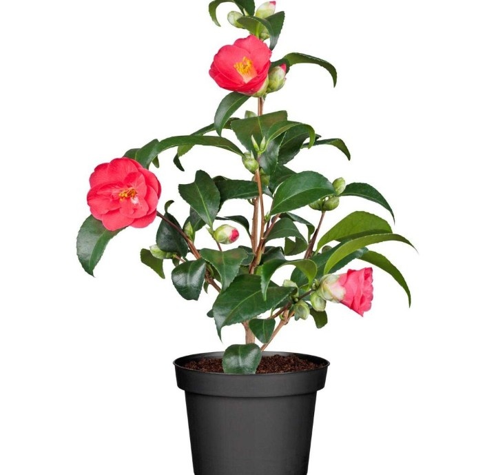 Камелия японская 