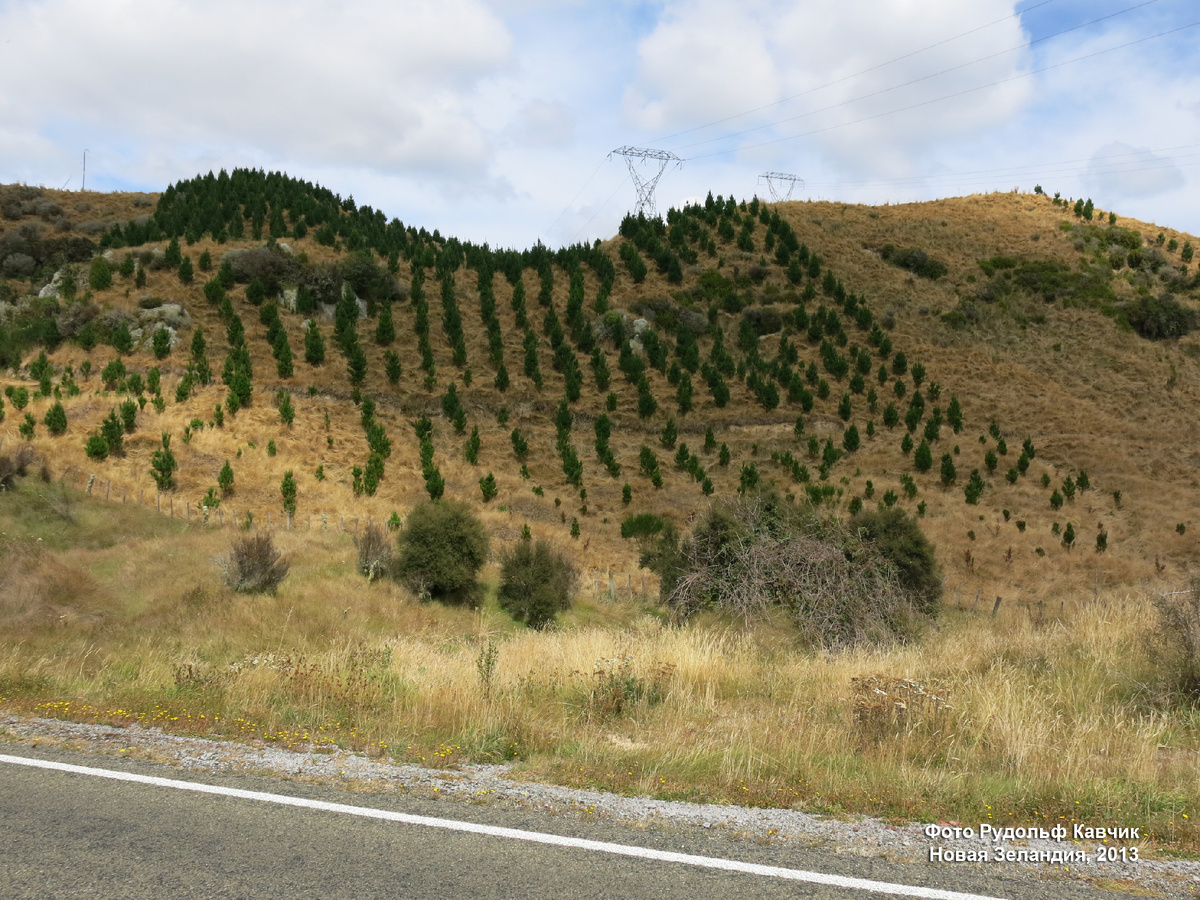 Посадка деревьев в Новой Зеландии. Через 15-17 лет здесь будет сосновый лес. Фото Рудольф Кавчик