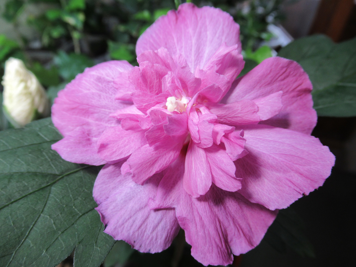 Сирийский гибискус Лавандер шифон