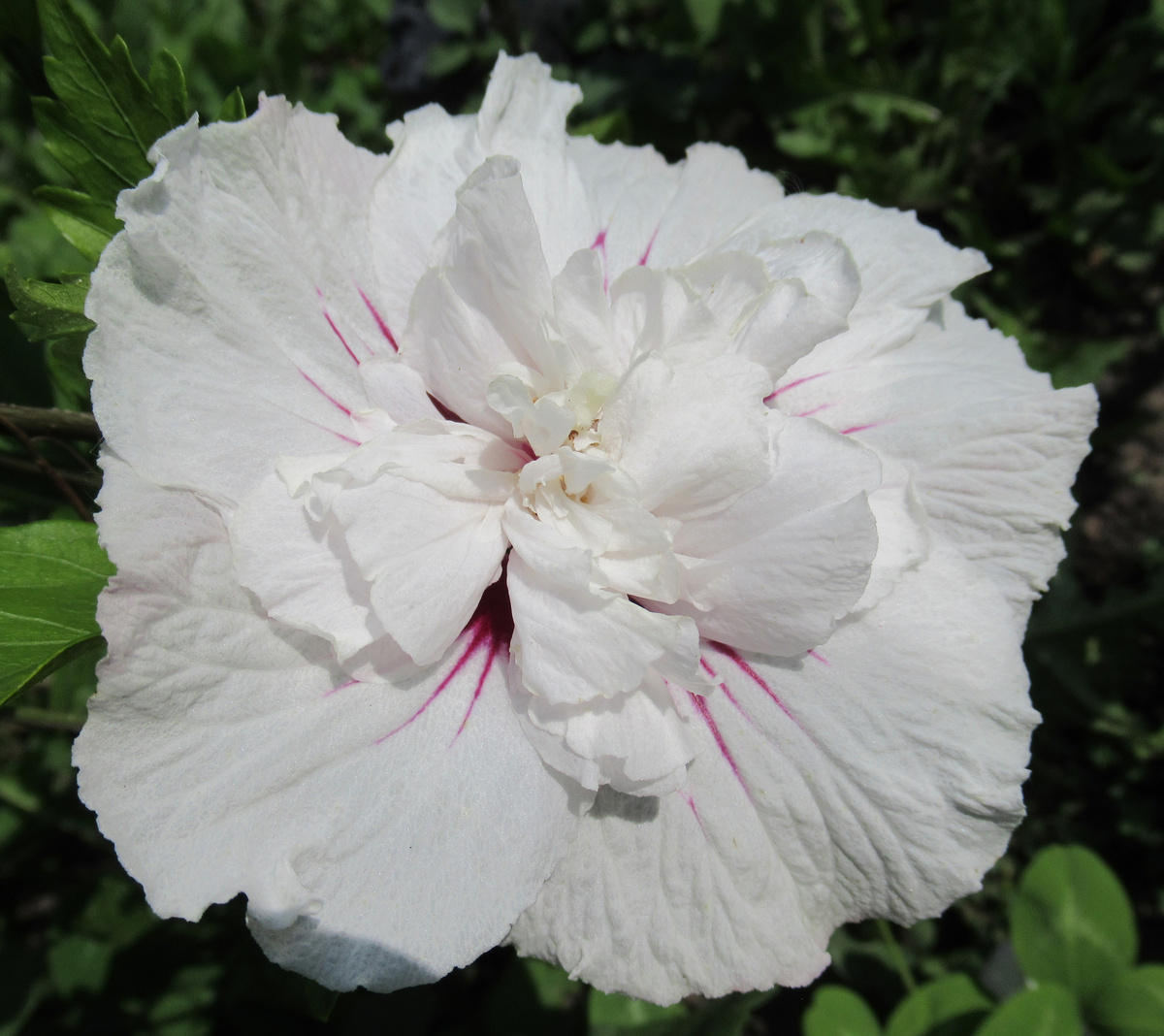 Гибискус сирийский "Чайна шифон" (Китайский шифон) - моё фото