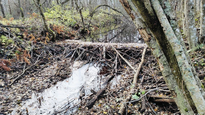 Фото: Телеграм-канал "Подслушано 47"