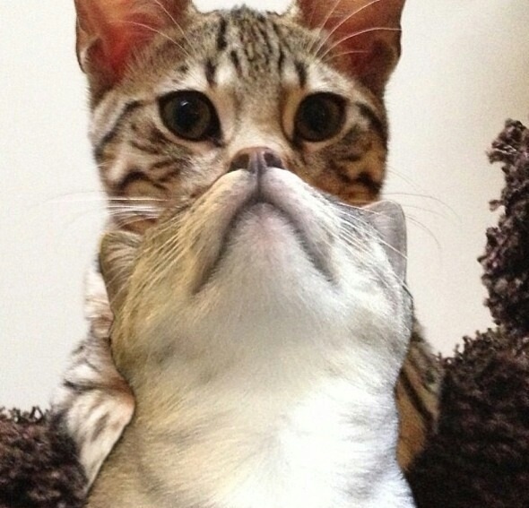 Как вы понимаете, это не те котята, а выбранная наугад картинка. Их фото у меня нет, а подобрать иллюстрацию к этому случаю практически невозможно. / Фото из коллекции, источник за давностью неизвестен.