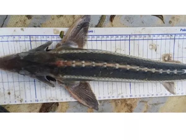    Фото: Азово-Черноморского филиала ВНИРО Веселовские вести