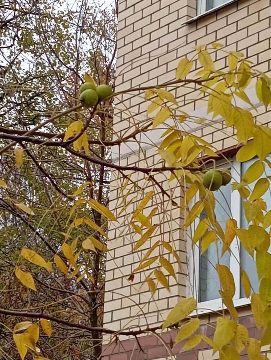 Фото растения из Москвы