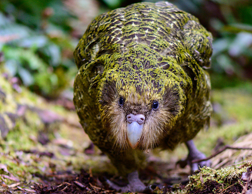 Какапо совиный попугай