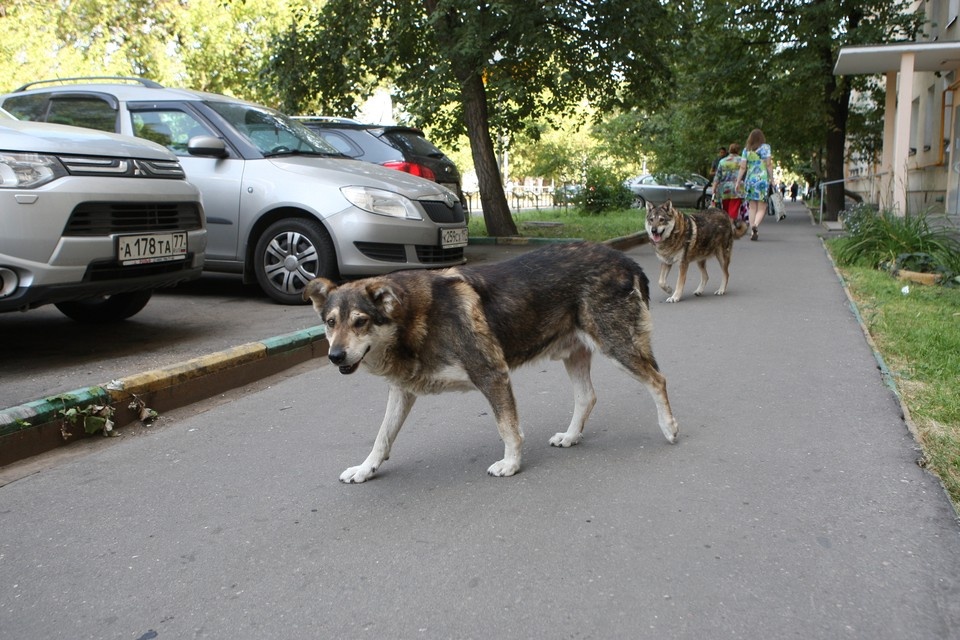    Бродячие собаки напали на ребенка в Краснодаре Виктор ГУСЕЙНОВ