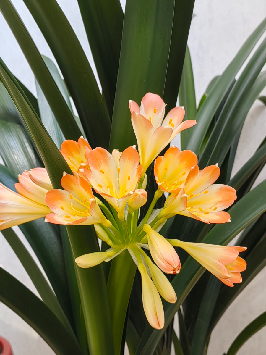 Цветение кливии.Мое растение. Фото автора.