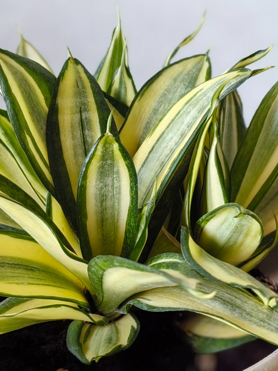 Сансивьерия. Мое растений. Фото автора.