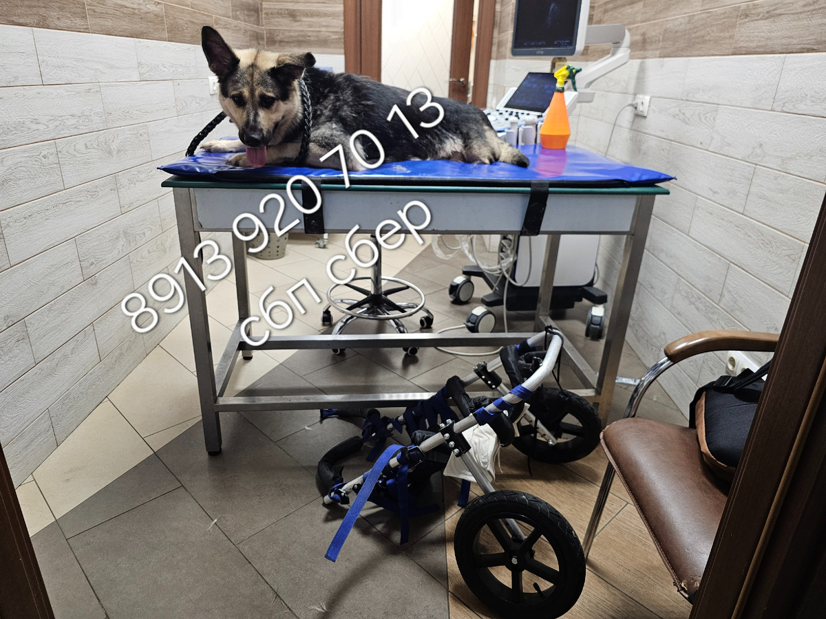 Герда. Рaнeние позвоночника. Обморожение лап.