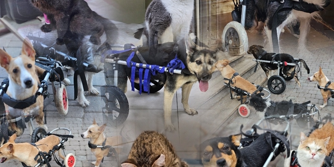 ЖИЗНЬ ПОСЛЕ... Больше десяти новичков собак и кошек инв💔лидов попали с улицы в приют.