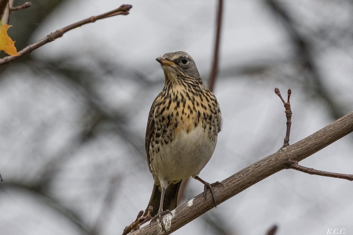 Дрозд-рябинник, фото автора