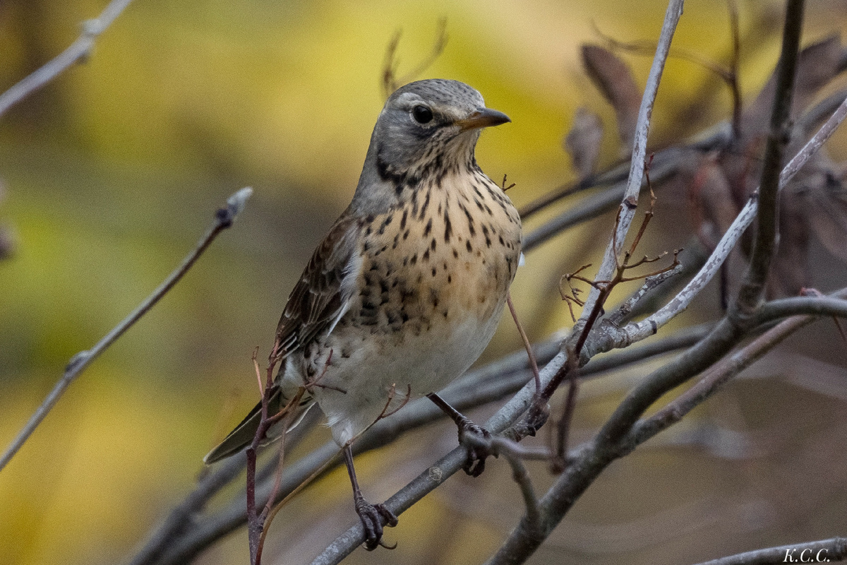 Дрозд-рябинник, фото автора