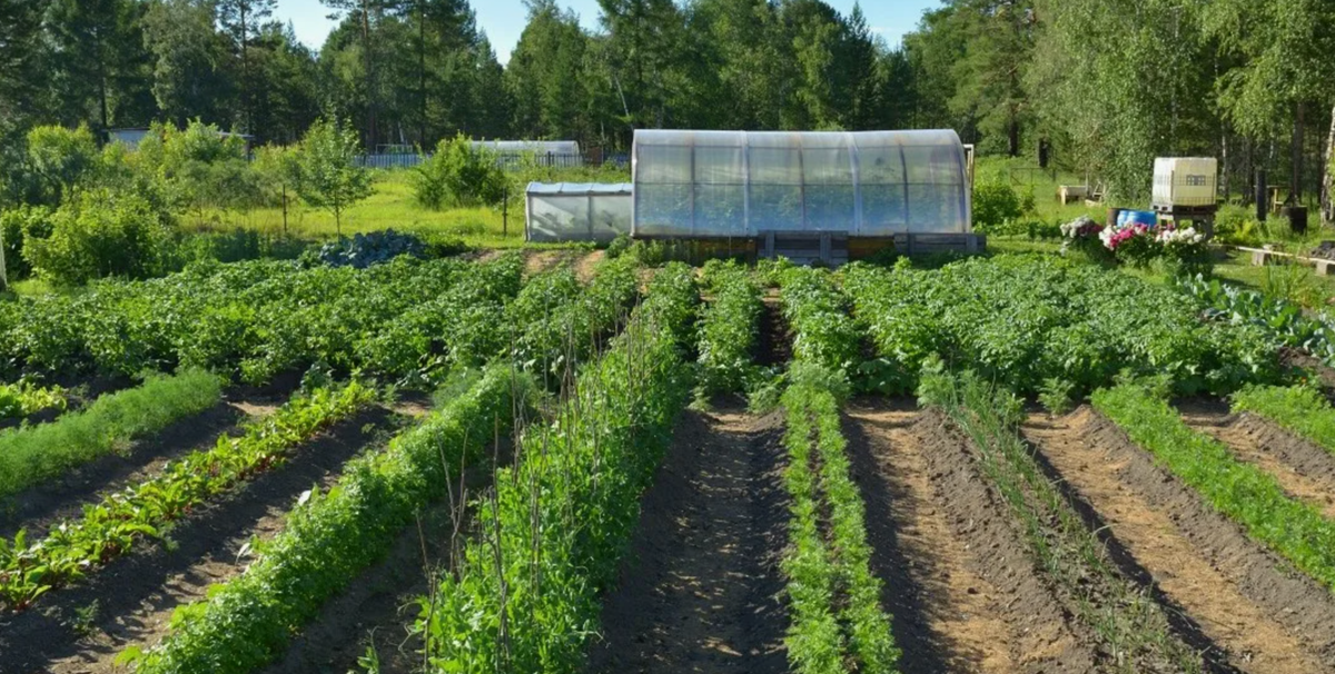 как сделать «умную» грядку Митлайдера по-органически