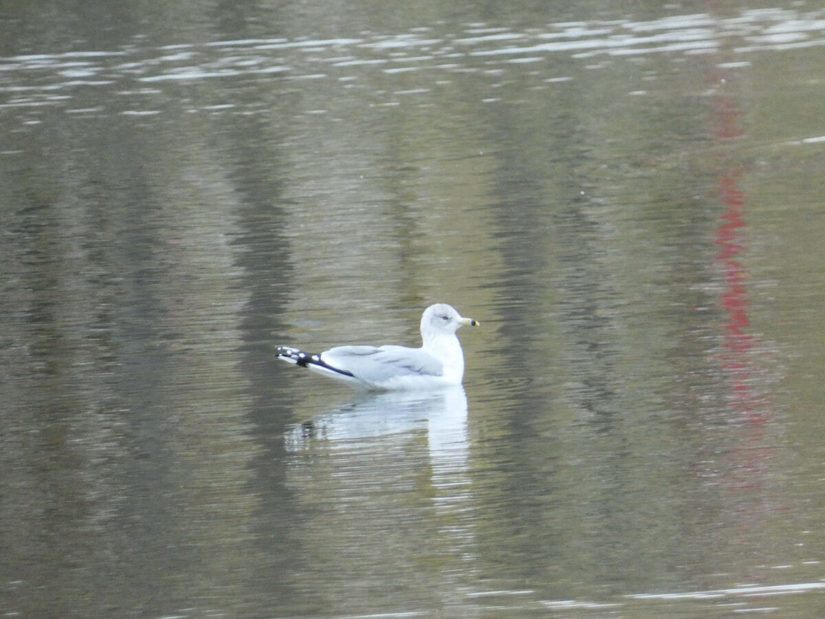 делавэрская чайка
