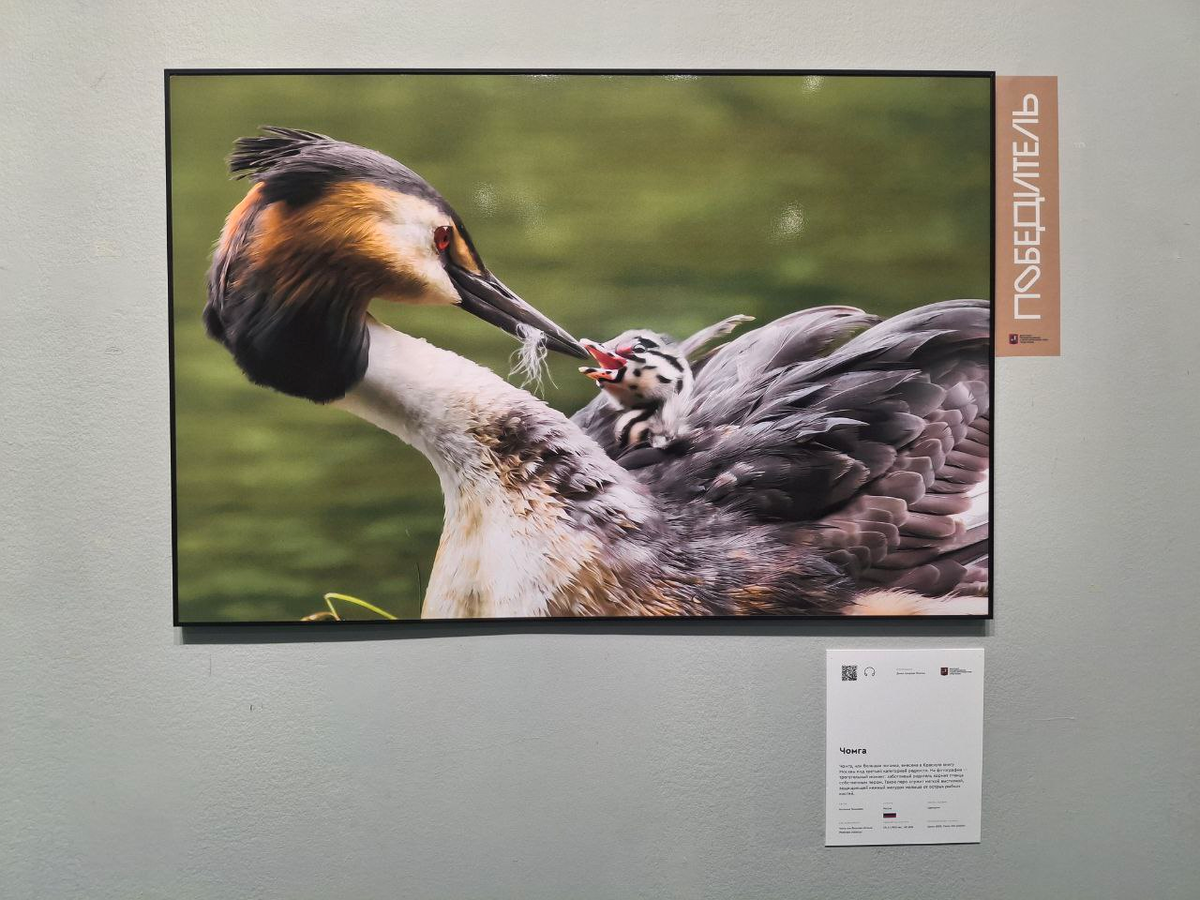 один их 10 победителей номинации "Природа Москвы"