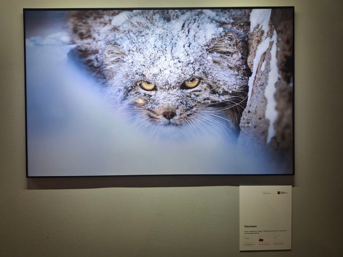 самая нестандартная фоторафия манула из тех, что я видела. Здесь вместо забавного мимимишки мы видим настоящего хищника