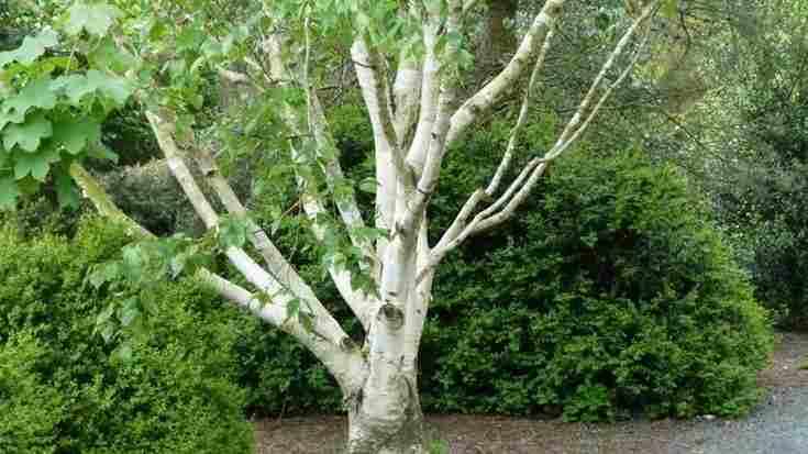 Береза Жакмана