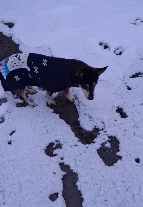 После лечения Чупа стала гораздо бодрее