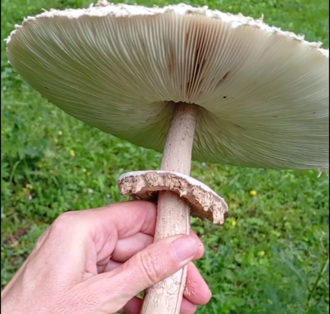 Зонтик пестрый. Фото авторов