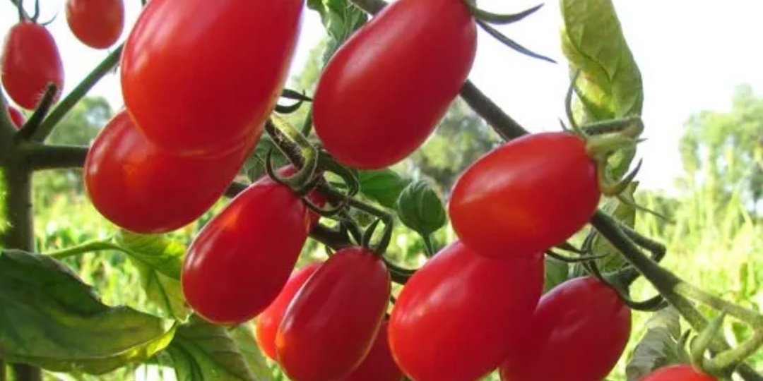 Топ-5 лучших сортов томатов для открытого грунта, которые не боятся заморозков и очень обильно плодоносят