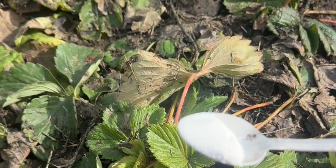 Чтобы клубника на будущий год плодоносила ведрами, делаю "ничего особенного", но постоянно. Сейчас - самое подходящее время