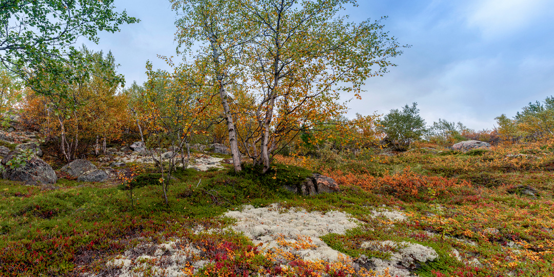 Прогулка по тундровым коврам в окрестностях Мурманска.
