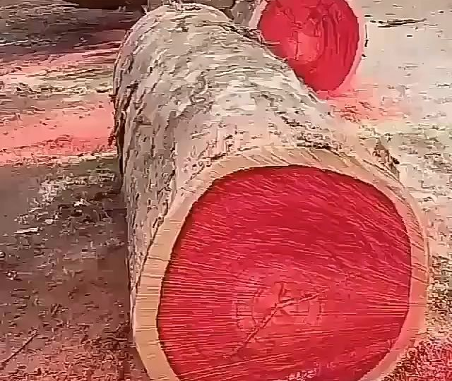 Самые дорогие деревья в мире в 2025 году ❗❗❗