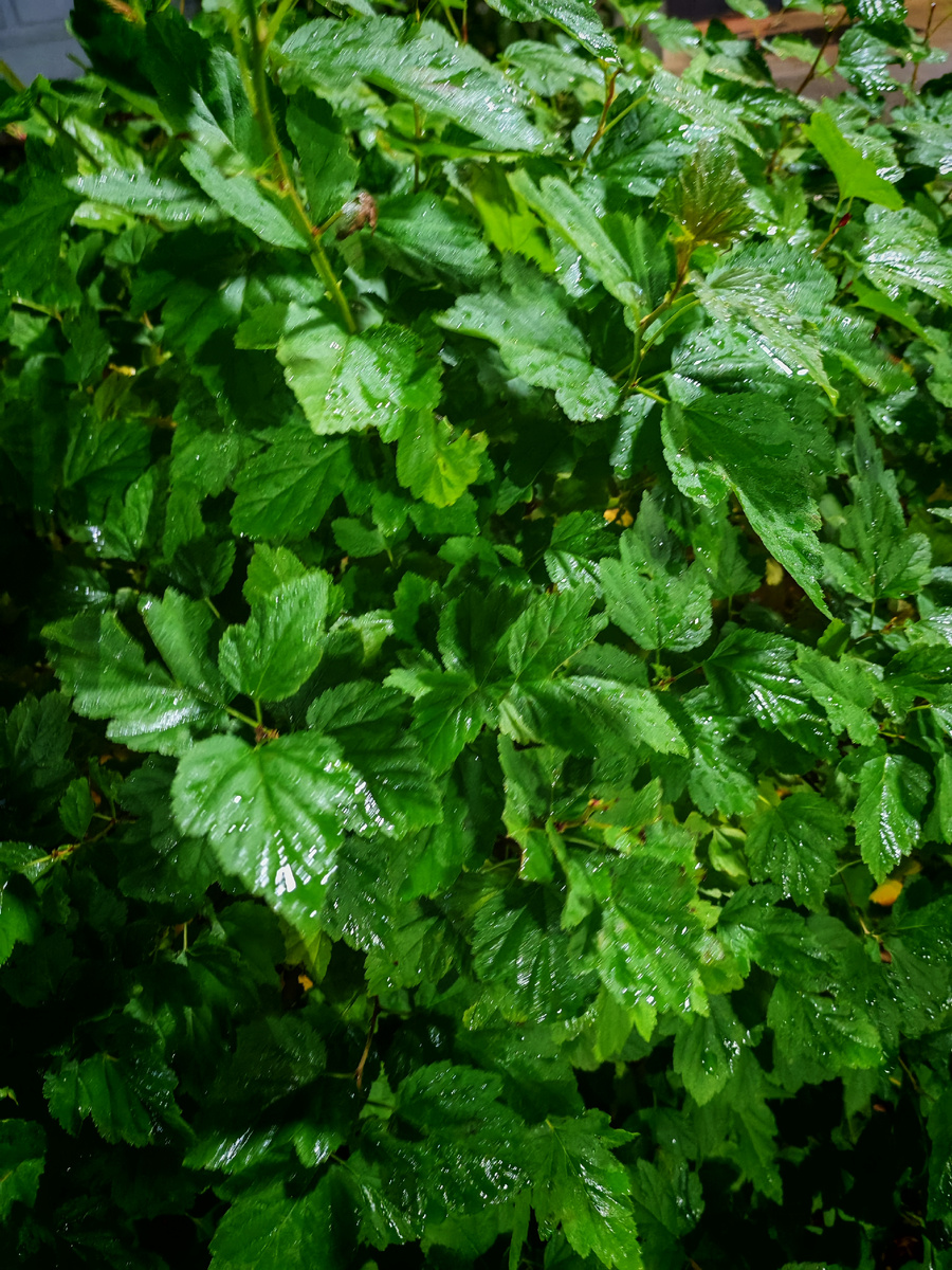 В отдельно взято посёлке нет золотой осени... 