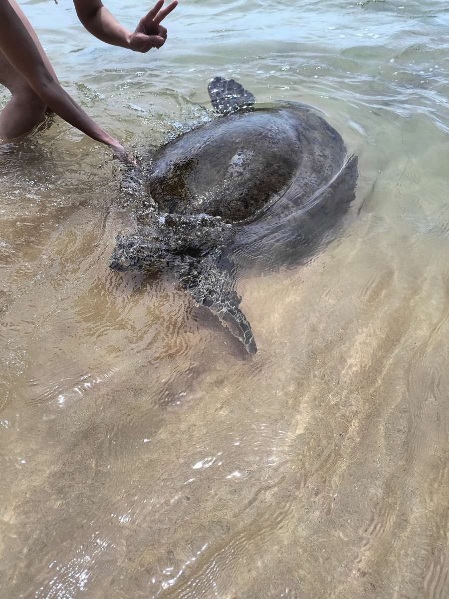 Пляж черепах