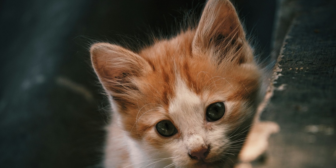 Не верю я в судьбу