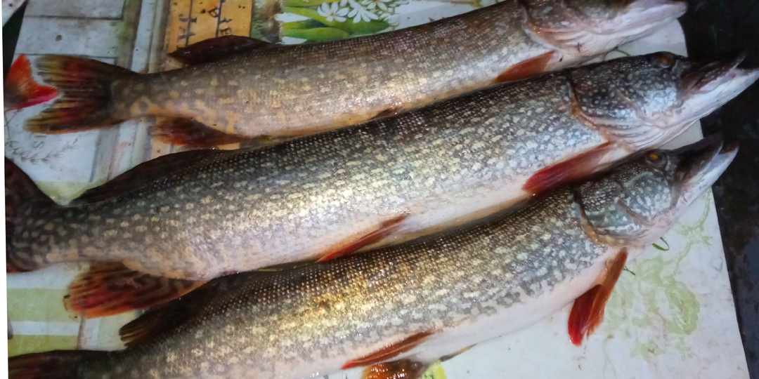 Ловля на спиннинг поздней осенью. Кого ловлю и на что. Мои снасти